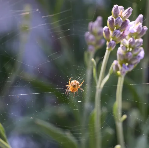 This image is a macro nature photograph showing a spider web among lavender flowers. The intricate spider web is the main subject, with a spider positioned at its center, while lavender flowers in soft focus provide a colorful background. The lighting and blooming state of the flowers suggest that the image was captured in the mid-afternoon during the summer. The details of the web, the delicate structure of the flowers, and the soft, natural light create a visually appealing and detailed scene that highlights the beauty of summer wildlife.